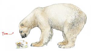 Mezinárodní den ledních medvědů připadá na 27. února. V Zoo Praha ho oslavíme poslední únorovou sobotu. Foto: Tereza Mrhálková, Zoo Praha