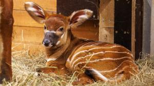 The contrasting chestnut coat with white stripes and spots helps mountain bongos hide in dense undergrowth. Rayli’s newborn calf. Photo by Miroslav Bobek, Prague Zoo