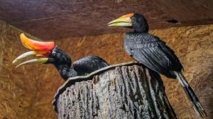 Samice dvojzoborožce nosorožčího Sharjah a její první pražské mládě (vpravo). Během hnízdění a následné péče o potomka se rodičovský pár projevuje velmi ochranitelsky. Foto Petr Hamerník, Zoo Praha