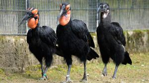 Mládě se často zdržuje v blízkosti rodičů. Zde ho doprovází matka Vendulka (nalevo) i otec Vendelín (uprostřed). Foto Petr Hamerník, Zoo Praha