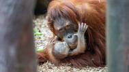 Samice orangutana sumaterského Diri se svým dnes narozeným mládětem zatím neznámého pohlaví. Mládě už pije mateřské mléko a podle prvních pozorování je vitální. Foto Oliver Le Que, Zoo Praha