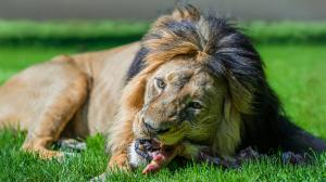 Mimořádné komentované krmení samce lva indického je 28. září plánováno na 15.00. Foto: Petr Hamerník, Zoo Praha