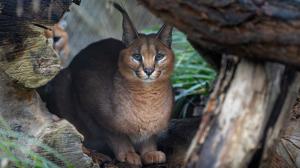 Karakal patří k nejrychlejším kočkám své velikosti. Návštěvníci ho nyní mohou pozorovat v expozici Pavilonu šelem a plazů vedle madagaskarských fos. Foto: Oliver Le Que, Zoo Praha