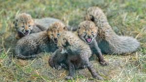 Gepardí mláďata začínají po necelém měsíci života neohrabaně a opatrně chodit. Stále jsou plně závislá na mateřském mléce. Foto Petr Hamerník, Zoo Praha
