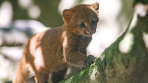 The kittens born in the first week of July are only the seventh and eighth jaguarundis born in the history of Prague Zoo. Their sex is not yet known. Photo by Petr Hamerník, Prague Zoo