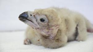 Mládě supa hnědého v pěti dnech života. Foto Zoo Zlín