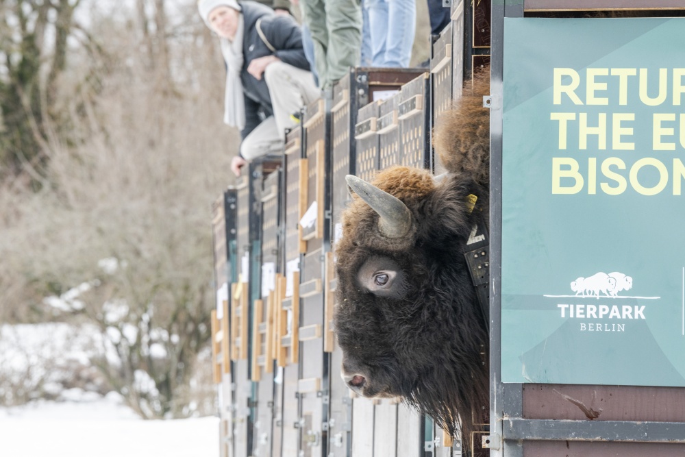 Pohled do tváře jednoho ze tří převezených býků. Foto Emil Khalilov, WWF Pohled do tváře jednoho ze tří převezených býků. Foto Emil Khalilov, WWF