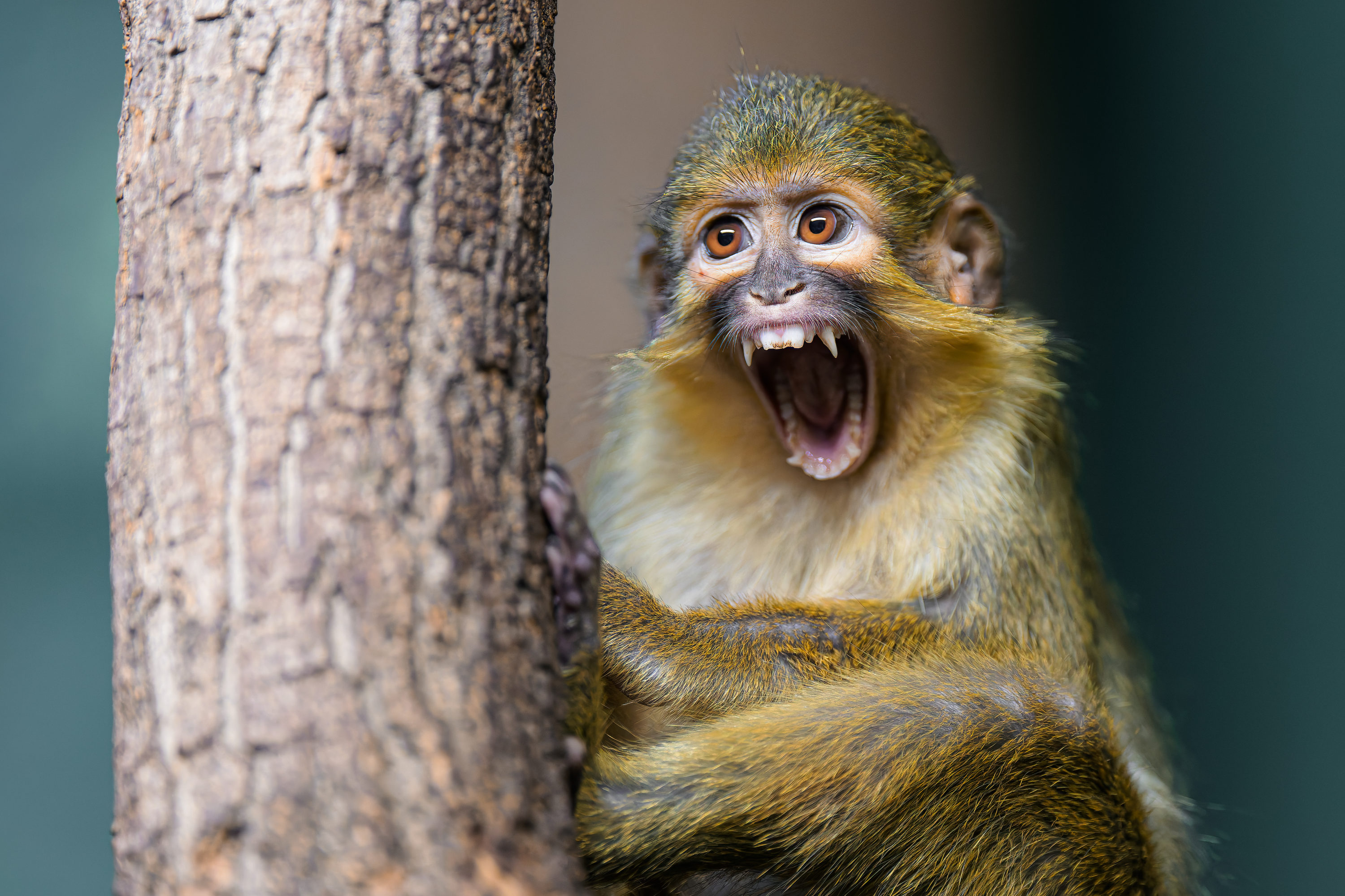 Talapoin severní obývá vodou zaplavené oblasti a jako jeden z mála primátů rád a dobře plave, dokonce se za potravou i potápí. Foto: Petr Hamerník, Zoo Praha