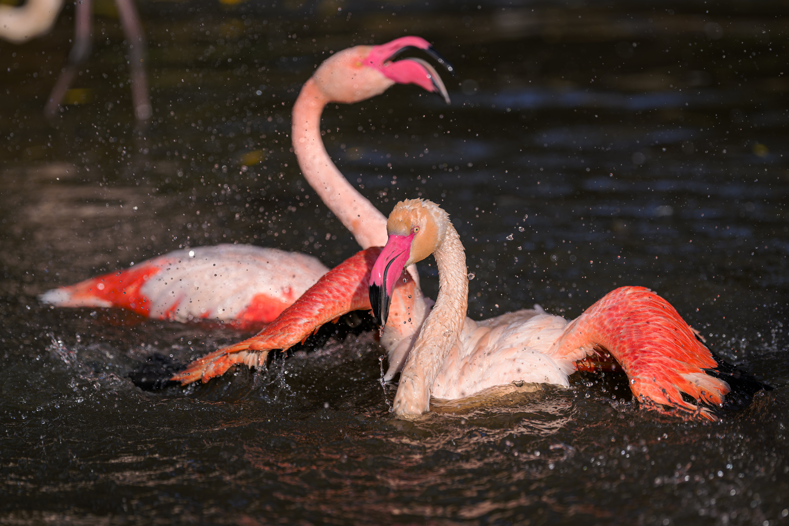 Plameňák růžový je jediný druh plameňáka, který se vyskytuje i v Evropě a zcela výjimečně dokonce zalétá na naše území. Foto: Petr Hamerník, Zoo Praha