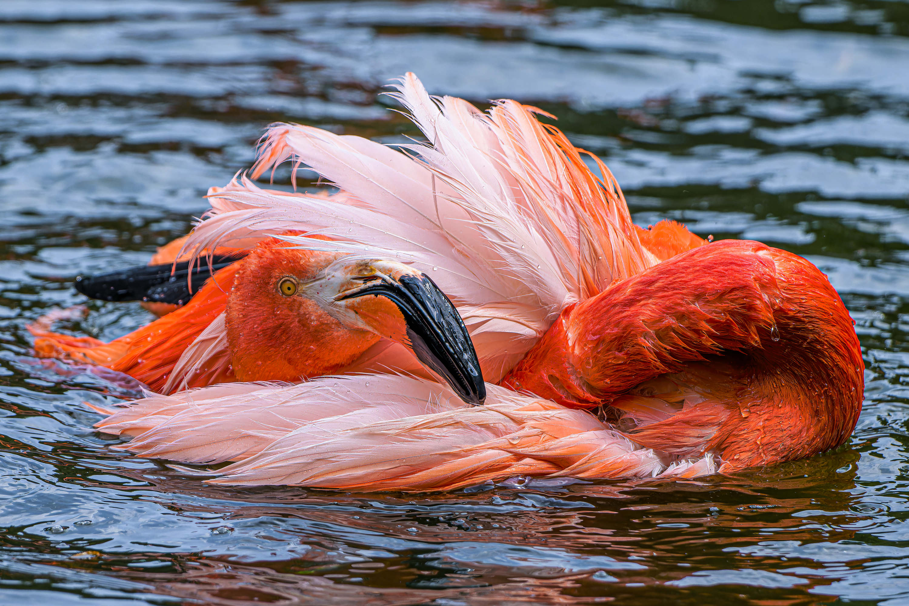 Plameňák kubánský v Zoo Praha. Foto: Petr Hamerník, Zoo Praha