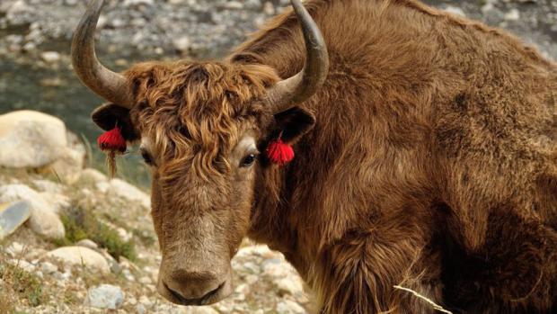 Dolpo, foto: Dominika Kobzová