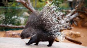 Indian crested porcupine (Hystrix indica) in Prague Zoo. Photo: Miroslav Bobek