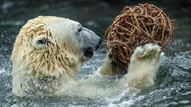 Lední medvěd v pražské zoo. Foto: Petr Hamerník, Zoo Praha