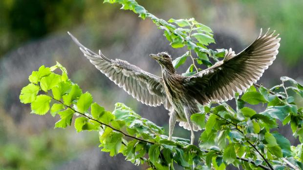 Young night heron, photo: Petr Hamerník, Prague Zoo