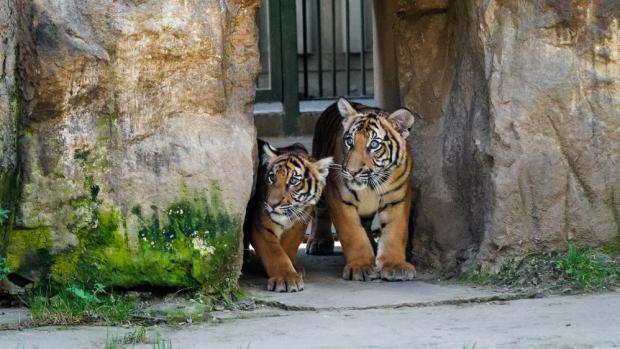 Mláďata tygrů malajských poprvé vyhlížejí, jak to vypadá venku. Foto: Petr Hamerník, Zoo Praha