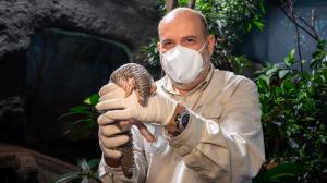 Ředitel Zoo Praha Miroslav Bobek s mládětem luskouna krátkoocasého. Foto: Oliver Le Que, Zoo Praha