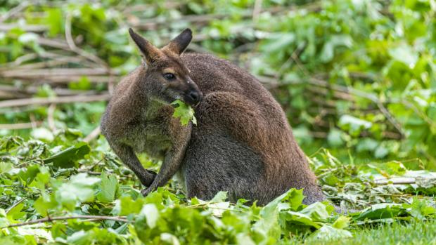 Klokany rudokrké, byť nikoli pevninského, nýbrž tasmánského poddruhu, je dnes možné vidět v expozici Darwinův kráter Zoo Praha. Foto: Petr Hamerník, Zoo Praha