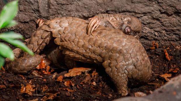 Páření samičky Tang a samečka Guo Bao  7. listopadu 2023. Foto: Miroslav Bobek, Zoo Praha