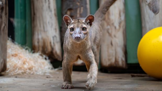 Samec do Zoo Praha přišel z pařížské zoo, samice z Německa. Foto Oliver Le Que, Zoo Praha