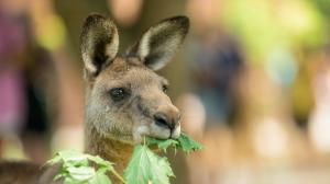 Foto: Petr Hamerník, Zoo Praha