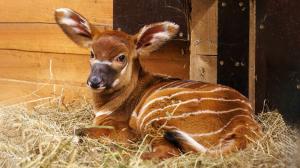 The contrasting chestnut coat with white stripes and spots helps mountain bongos hide in dense undergrowth. Rayli’s newborn calf. Photo by Miroslav Bobek, Prague Zoo