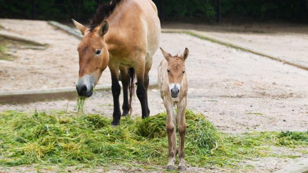 Hříbě koně Převalského, foto: Tomáš Adamec, Zoo Praha