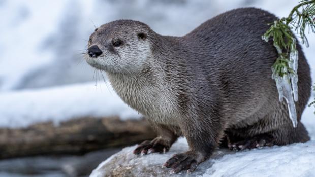 Foto: Petr Hamerník, Zoo Praha