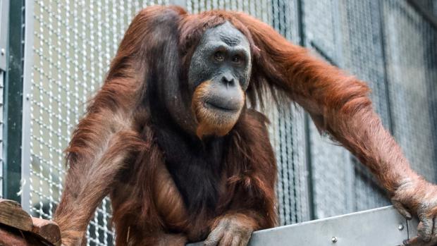 Návrat orangutana Pagyho se blíží. Foto Kateřina Jíšová, Zoo Praha