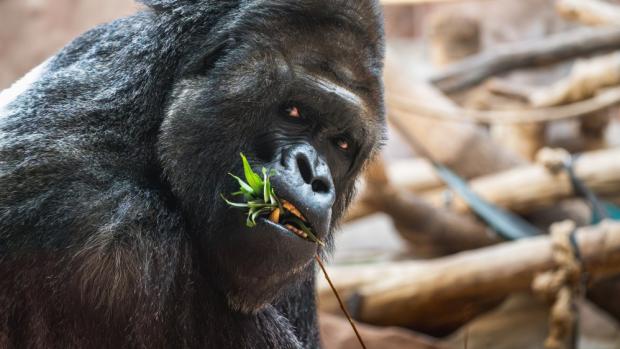 Richard, foto: Oliver Le Que, Zoo Praha