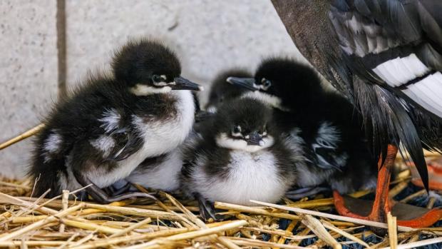 První mláďata morčáků paranských, která přišla na svět mimo svou domovinu. Ptáčata se zatím zdržují v teplém zázemí zoologické zahrady. Návštěvníci Zoo Praha je spatří v expozici Ptačí mokřady pravděpodobně v půlce dubna. Foto Miroslav Bobek, Zoo Praha