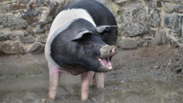 Foto: Petr Hamerník, Zoo Praha