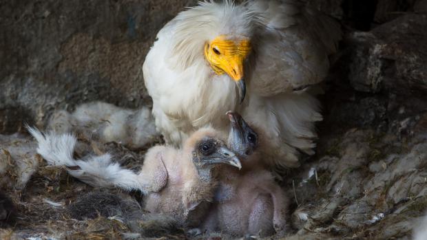 O obě mláďata supů se pěstouni pečlivě starají. Foto: Václav Šilha, Zoo Praha