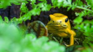 Pralesnička strašná, jedna z nejjedovatějších žab světa, bude též k vidění na výstavě Šípové žáby v Zoo Praha. Foto Petr Hamerník, Zoo Praha