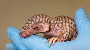 The first picture of the new baby Chinese pangolin, born in Prague Zoo on July 1st. Photo Miroslav Bobek, Prague Zoo