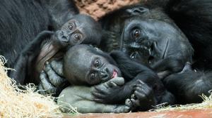 Samičky gorily nížinné Mobi a Gaia se svými matkami. Foto: Petr Hamerník, Zoo Praha