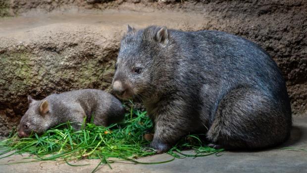 Samice vombata obecného Winkleigh s mládětem Mersey. Foto: Oliver Le Que, Zoo Praha