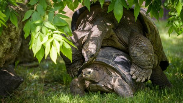 Foto: Petr Hamerník, Zoo Praha