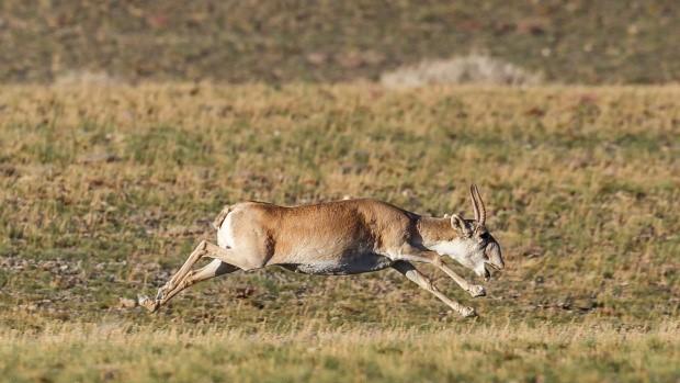 Sajga mongolská. Foto: Miroslav Bobek, Zoo Praha