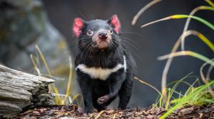 Foto: Petr Hamerník, Zoo Praha