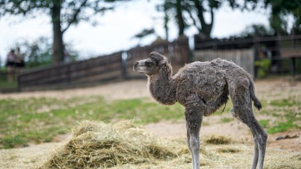 Druhé letošní mládě velblouda dvouhrbého domácího je sameček. Foto: Petr Hamerník, Zoo Praha