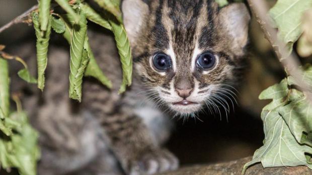 Mládě kočky rybářské začíná opatrně vykukovat z boudičky, kde většinu času tráví se svou matkou. Foto: Petr Hamerník, Zoo Praha