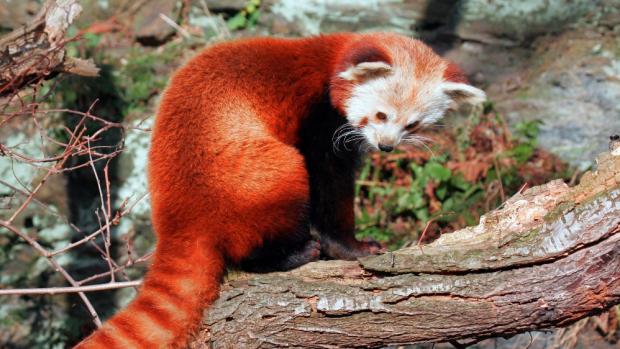 Panda červená, foto: Archiv Zoo Praha