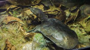 Kožnatka chrupavčitá. Foto: Petr Hamerník, Zoo Praha