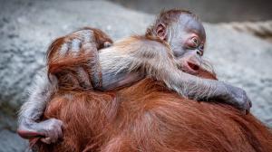 V sobotu 28. listopadu vzniklo více fotografií, nejen ta, která definitivně potvrdila pohlaví orangutaního mláděte. Foto: Miroslav Bobek, Zoo Praha