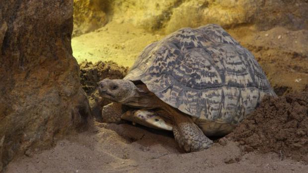 Želva pardálí, foto: Archiv Zoo Praha