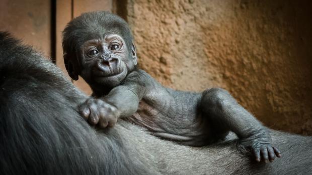 Nejhezčí dárek si letos Shinda nadělila sama – své první mládě. Foto: Petr Hamerník, Zoo Praha