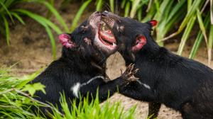 The mascot of the festival has just become the endangered bear devil.  The Animal Beer Festival takes place on May 21.  Photo: Petr Hamerník, Prague Zoo