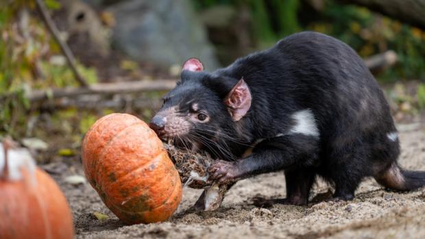 Dýňové hody u ďáblů medvědovitých. Foto: Oliver Le Que, Zoo Praha