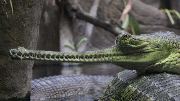 Gaviál indický je v přírodě kriticky ohrožený, před obchodním využíváním jej proto chrání zařazení do přílohy I CITES. Foto (c) Jiří Trojánek, Zoo Praha