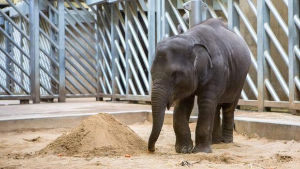 Foto: Václav Šilha, Zoo Praha